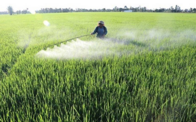 EU milled-rice orders shift to Kingdom from Vietnam