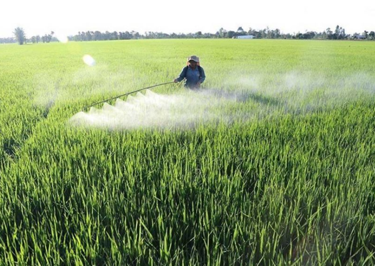 EU milled-rice orders shift to Kingdom from Vietnam